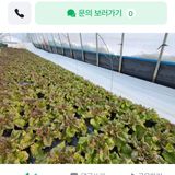 팜모닝 · 게시글 이미지