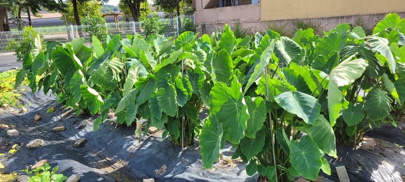 최민자 님의 장터 판매 상품 [판매완료)왕토란 (타로아님)종근을 판매 ] 첨부 사진