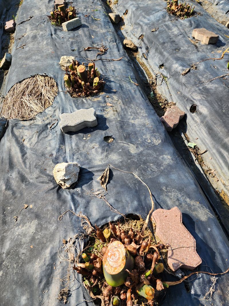 최민자 님의 장터 판매 상품 [판매완료)왕토란 (타로아님)종근을 판매 ] 첨부 사진