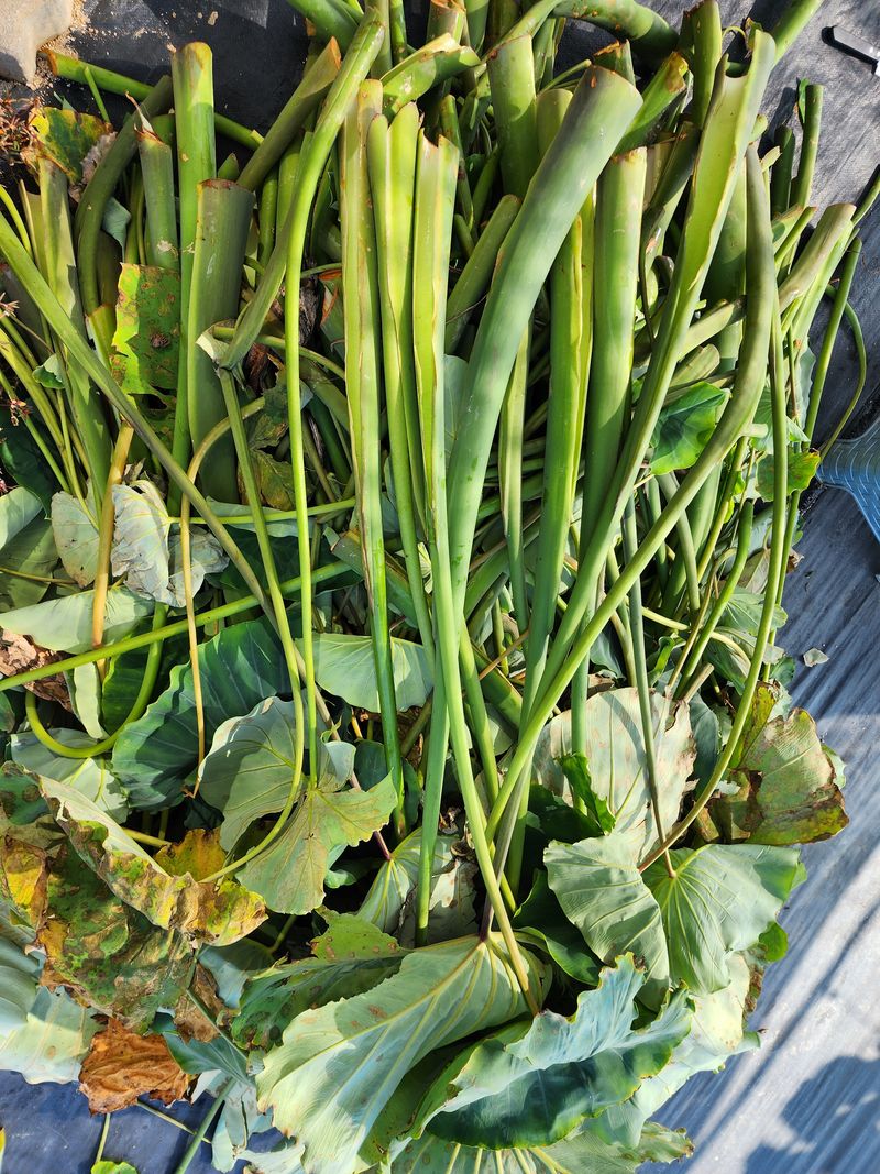 장터 상품 [판매완료)왕토란 (타로아님)종근을 판매 ] 썸네일