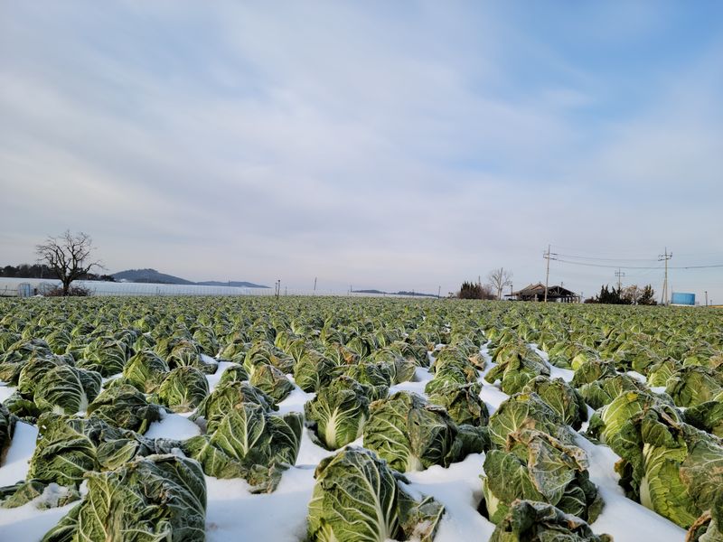 장터 상품 [알배추(쌈배추) 8kg 1박스] 썸네일