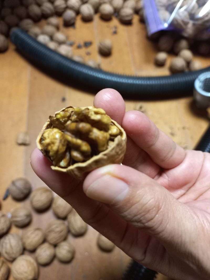 김노형님의 장터 판매 상품 [호두 5kg <판매완료>] 첨부 사진