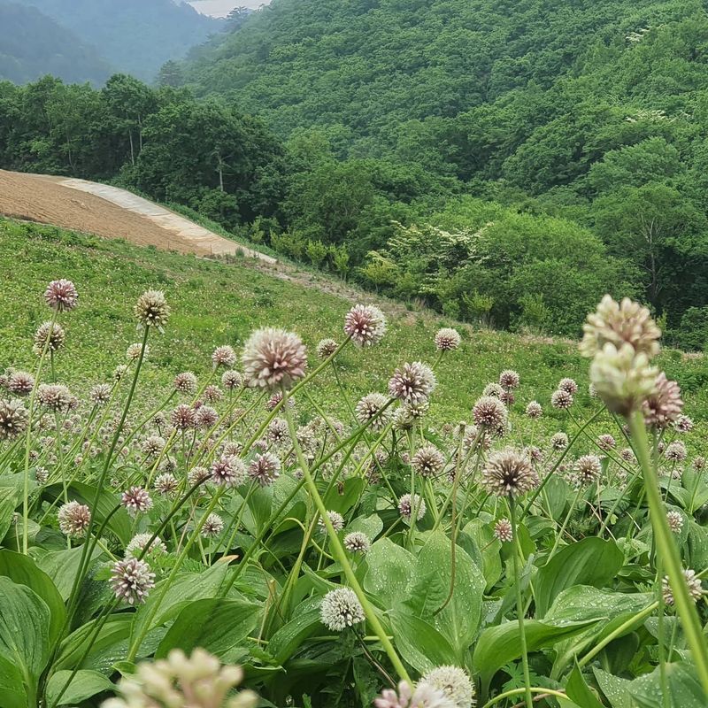 김봉래님의 장터 판매 상품 [산마늘(명이나물) 씨앗 판매] 첨부 사진