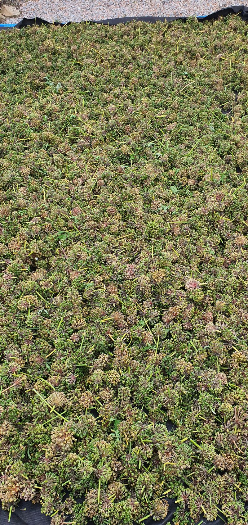 김봉래님의 장터 판매 상품 [산마늘(명이나물) 씨앗 판매] 첨부 사진