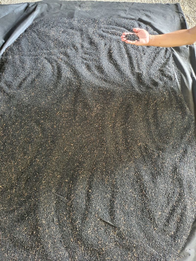 김봉래님의 장터 판매 상품 [산마늘(명이나물) 씨앗 판매] 첨부 사진