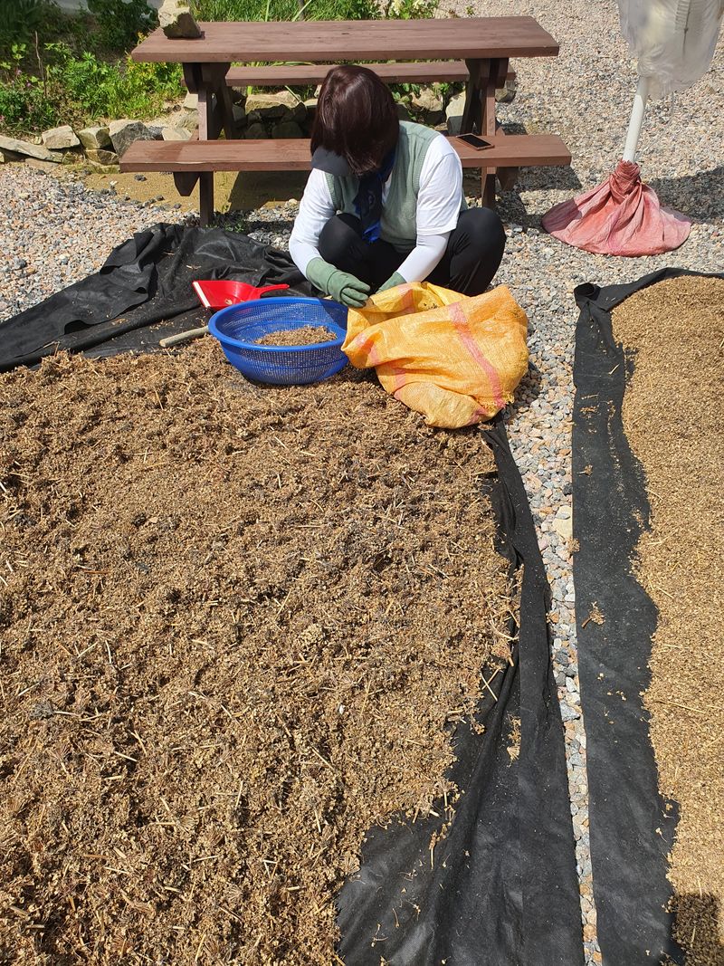 장터 상품 [산마늘(명이나물) 씨앗 판매] 썸네일