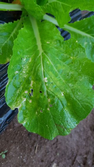 오시기님의 기타작물 · 병해충상담 작성글 사진