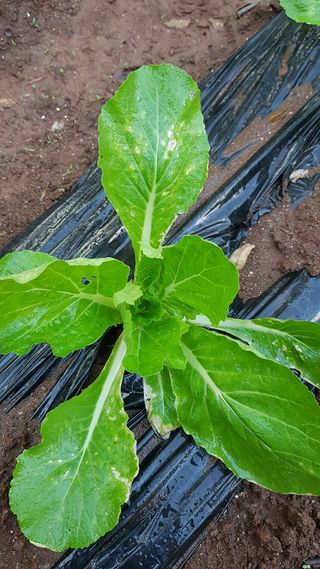 오시기님의 기타작물 · 병해충상담 작성글 사진