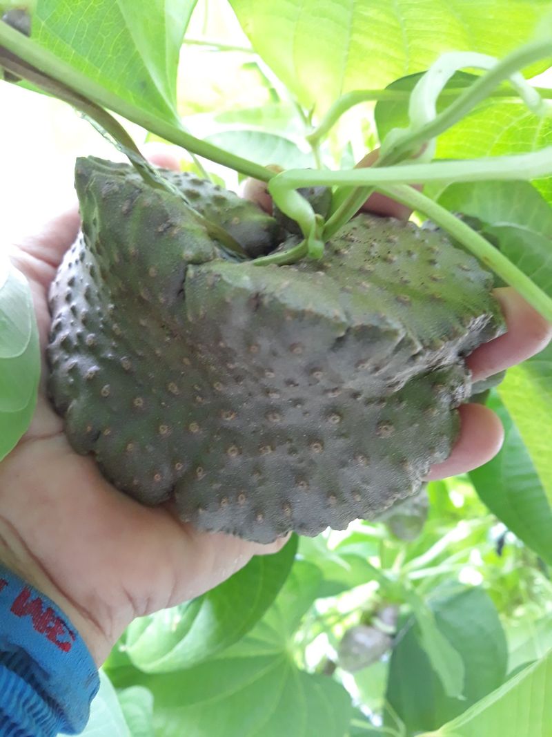 장터 상품 [열매마 하늘마 판매  중대크키] 썸네일