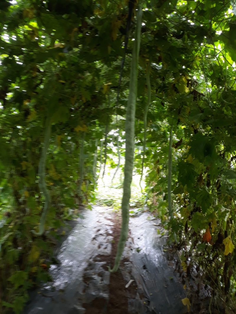 굿모닝님의 장터 판매 상품 [열매마 하늘마 판매  중대크키] 첨부 사진