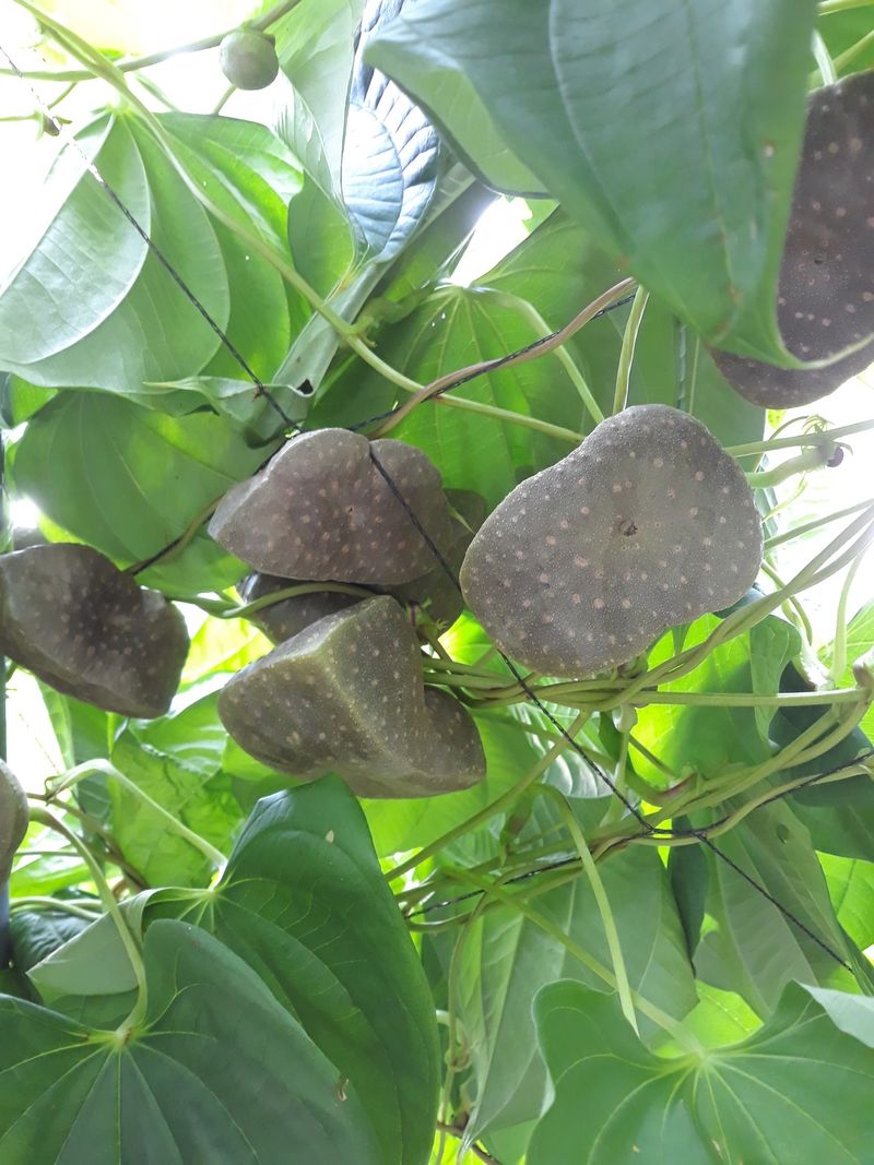 굿모닝님의 장터 판매 상품 [열매마 하늘마 판매  중대크키] 첨부 사진