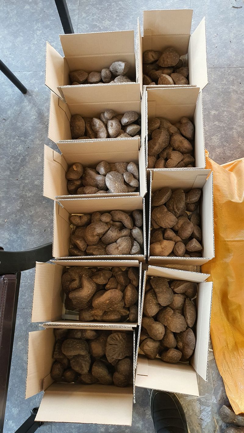 굿모닝님의 장터 판매 상품 [열매마 하늘마 판매  중대크키] 첨부 사진