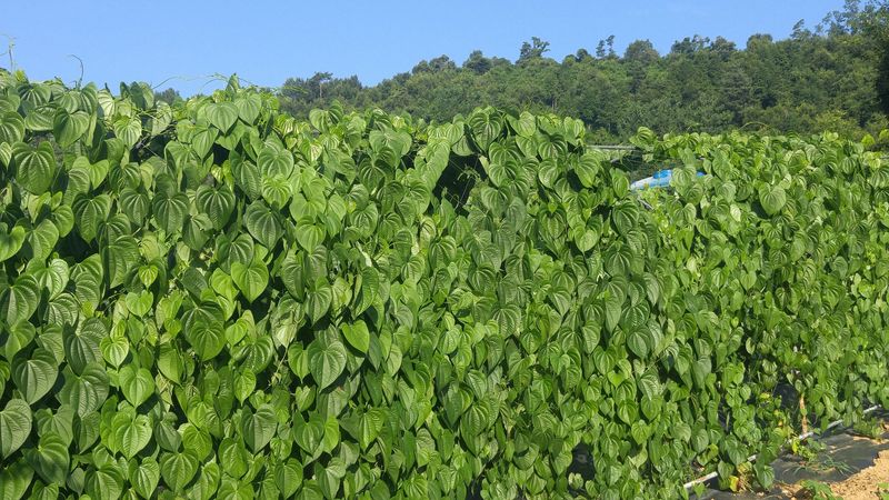 굿모닝님의 장터 판매 상품 [열매마 하늘마 판매  중대크키] 첨부 사진