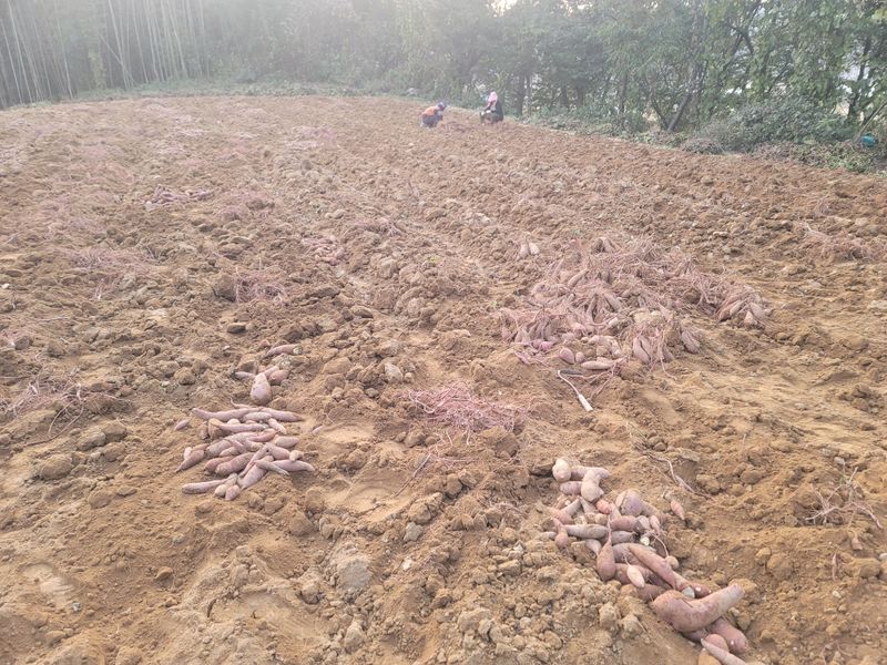 장터 상품 [부여 고구마 11kg ~16kg당 27000~35000원에팔아여^^] 썸네일