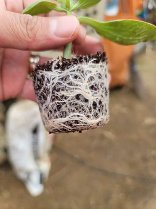 농부들의아지트님의 기타작물 · 자유게시판 작성글 사진