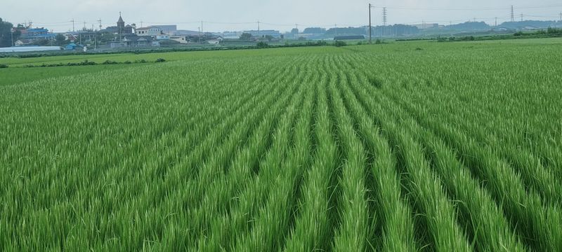 고현탁 님의 장터 판매 상품 [신동진쌀20kg] 첨부 사진