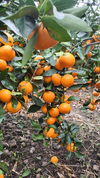 한라봉님의 양배추 · 자유게시판 작성글 사진