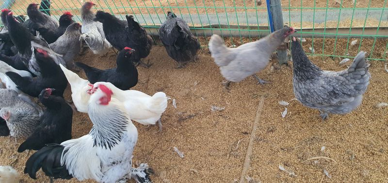 장터 상품 [식용 청계란판매합니다] 썸네일