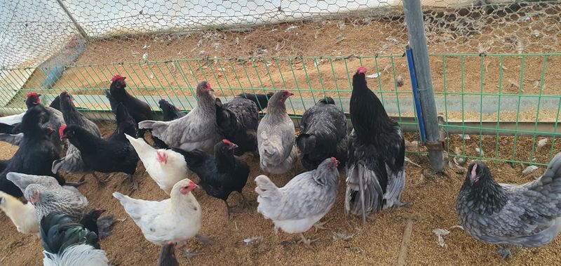 홍성샤인농부님의 장터 판매 상품 [식용 청계란판매합니다] 첨부 사진