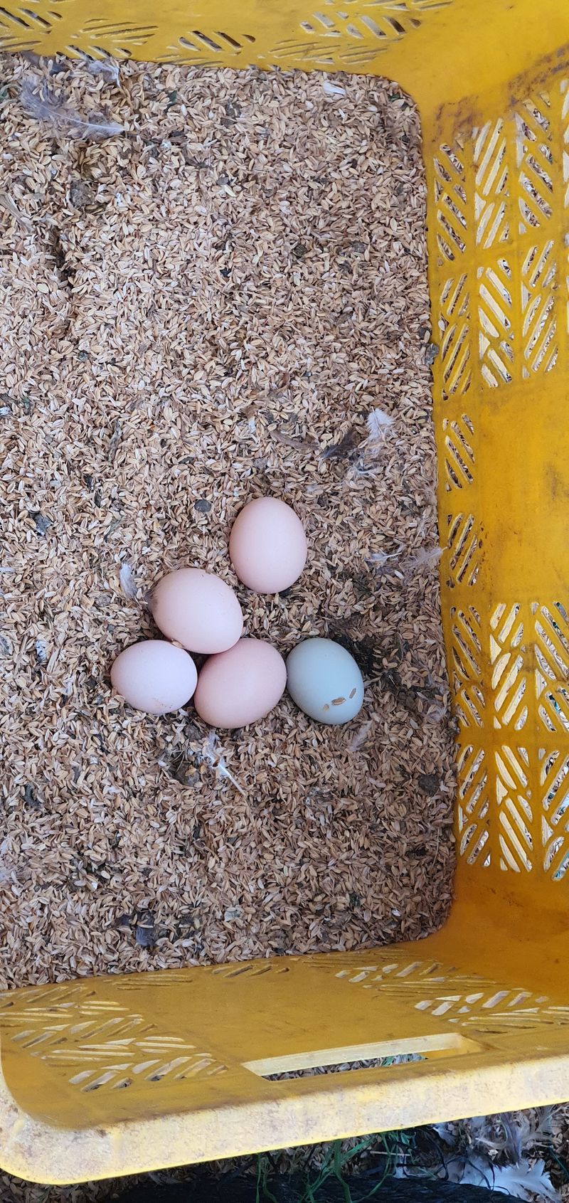 홍성샤인농부님의 장터 판매 상품 [식용 청계란판매합니다] 첨부 사진