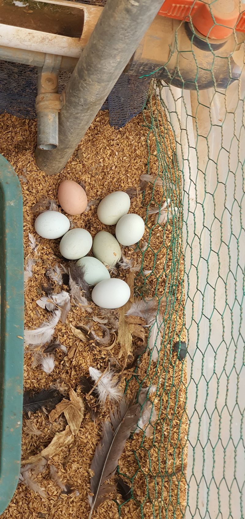 홍성샤인농부님의 장터 판매 상품 [식용 청계란판매합니다] 첨부 사진