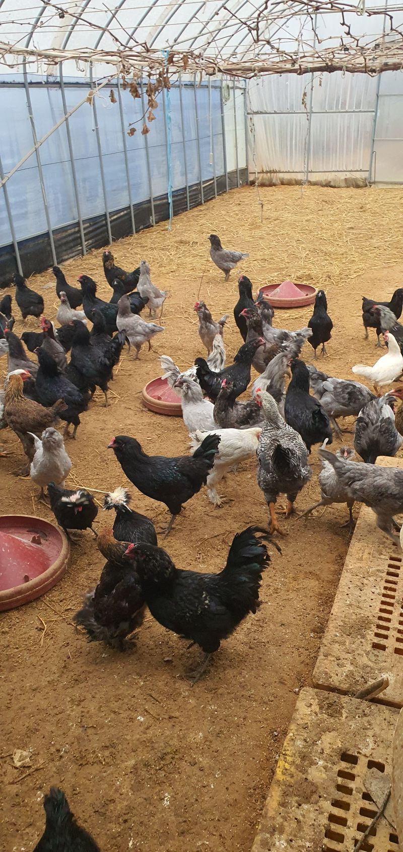 홍성샤인농부님의 장터 판매 상품 [식용 청계란판매합니다] 첨부 사진