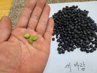 박영섭님의 콩 · 자유게시판 작성글 사진
