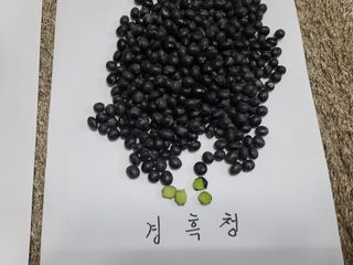 박영섭님의 콩 · 자유게시판 작성글 사진