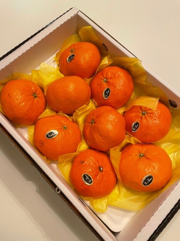 김우주님의 장터 판매 상품 [레드향 3키로 5키로] 첨부 사진