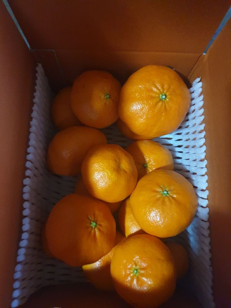 장터 상품 [레드향 3키로 5키로] 썸네일