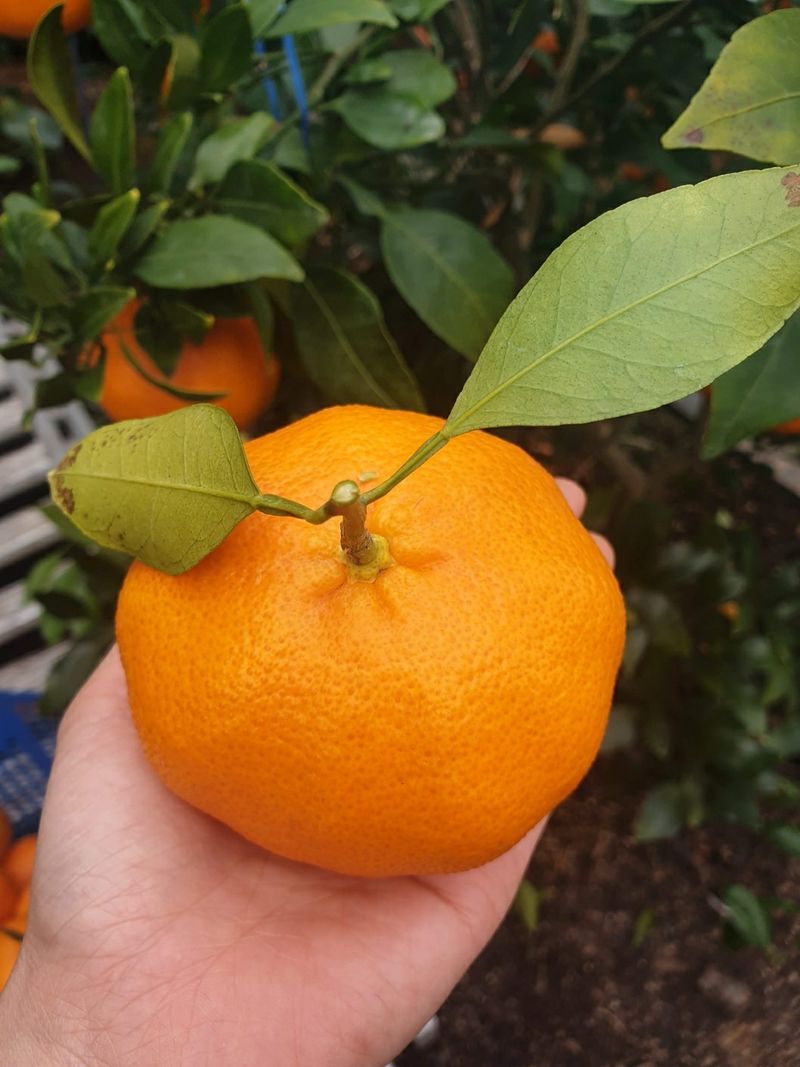 김우주님의 장터 판매 상품 [레드향 3키로 5키로] 첨부 사진