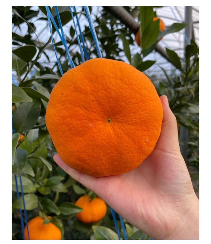 김우주님의 장터 판매 상품 [레드향 3키로 5키로] 첨부 사진