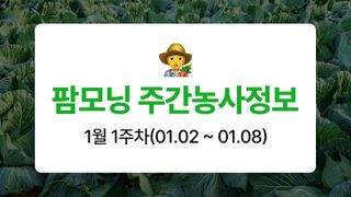 배추 농사도우미님의 배추 · 저장•가공 작성글 사진