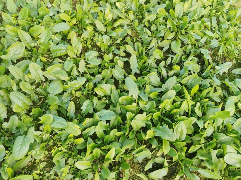 장터 상품 [1키로] 썸네일