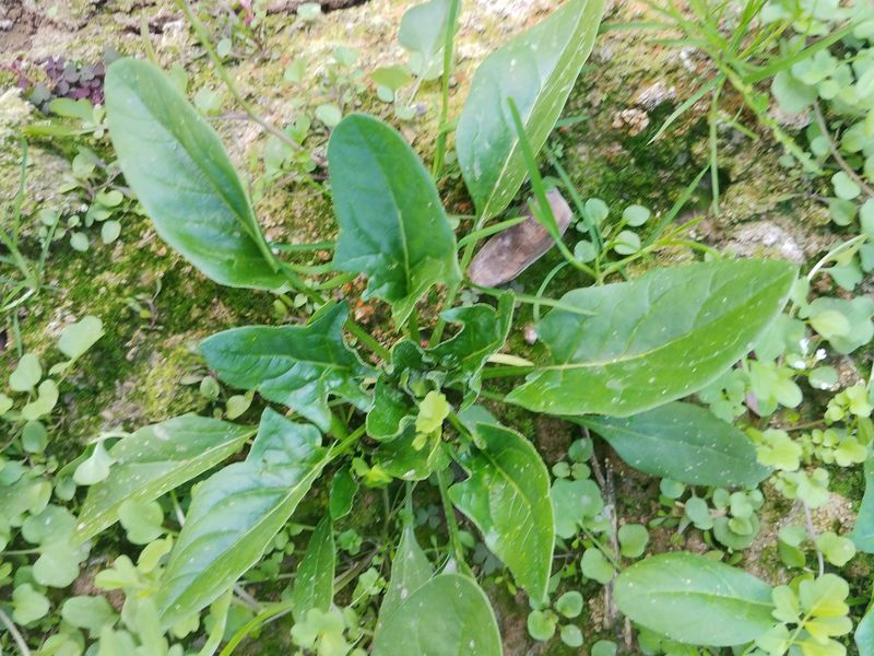 문성주님의 장터 판매 상품 [1키로] 첨부 사진