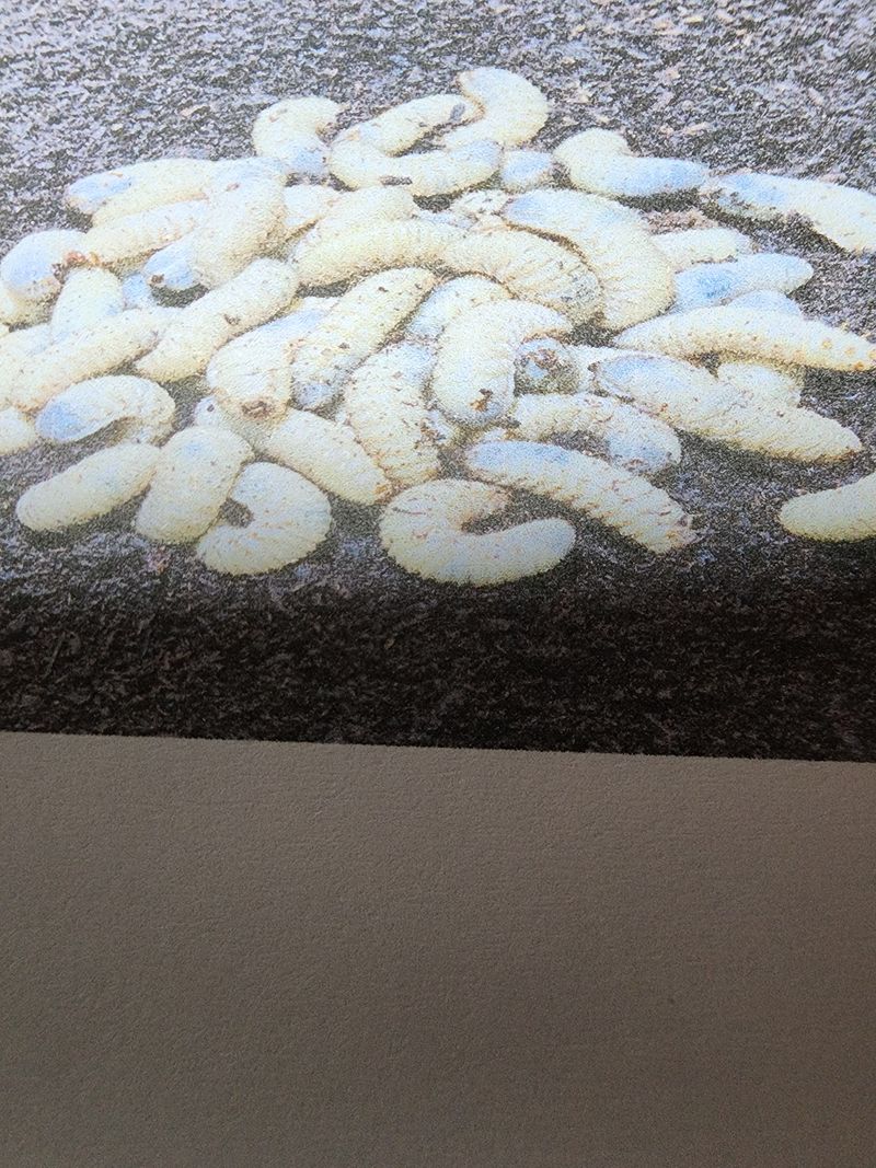 장터 상품 [굼벵이즙 60포식 팝니다.] 썸네일