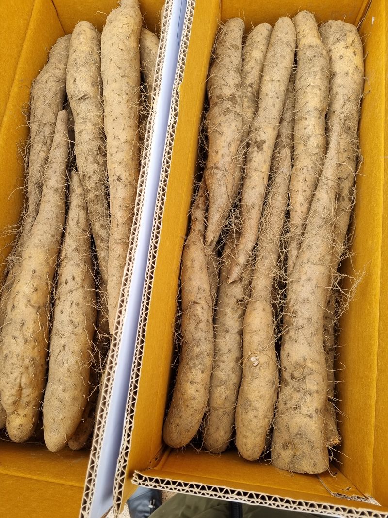 장터 상품 [장마  10키로  65000원] 썸네일