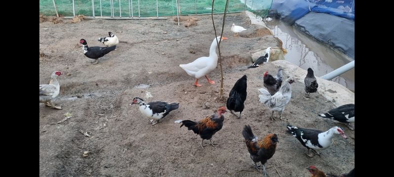 김민철 님의 장터 판매 상품 [청계알 ] 첨부 사진