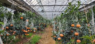 황선하님의 귤 · 수확 작성글 사진