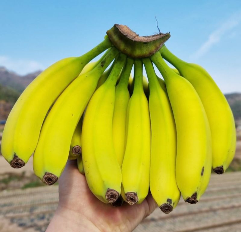 임선희님의 장터 판매 상품 [바나나(국내산) 2.5kg] 첨부 사진
