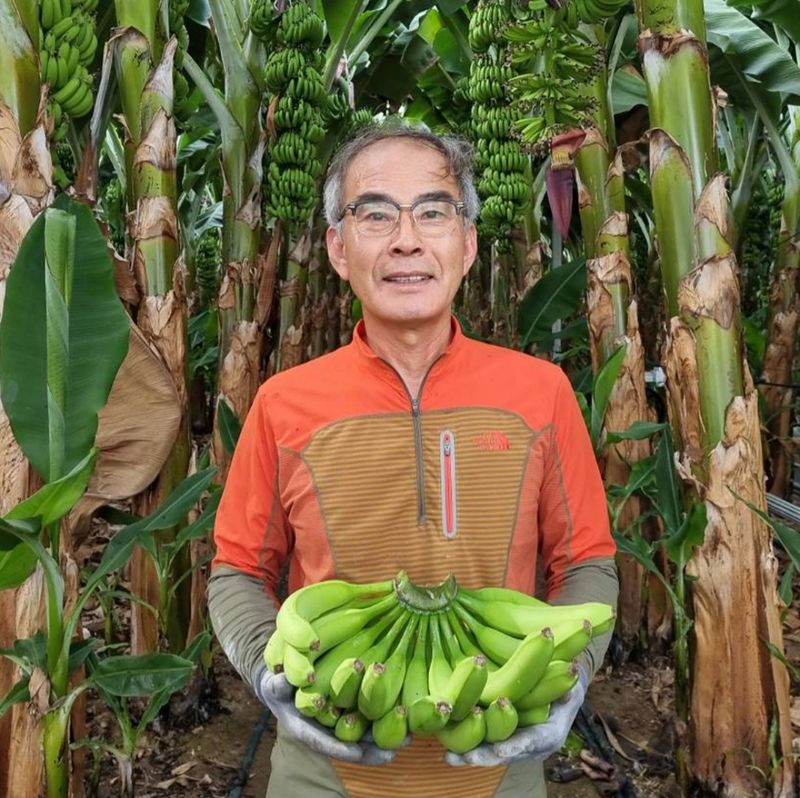 임선희님의 장터 판매 상품 [바나나(국내산) 2.5kg] 첨부 사진