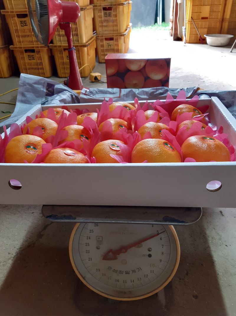 김정숙님의 장터 판매 상품 [레드향 5키로] 첨부 사진