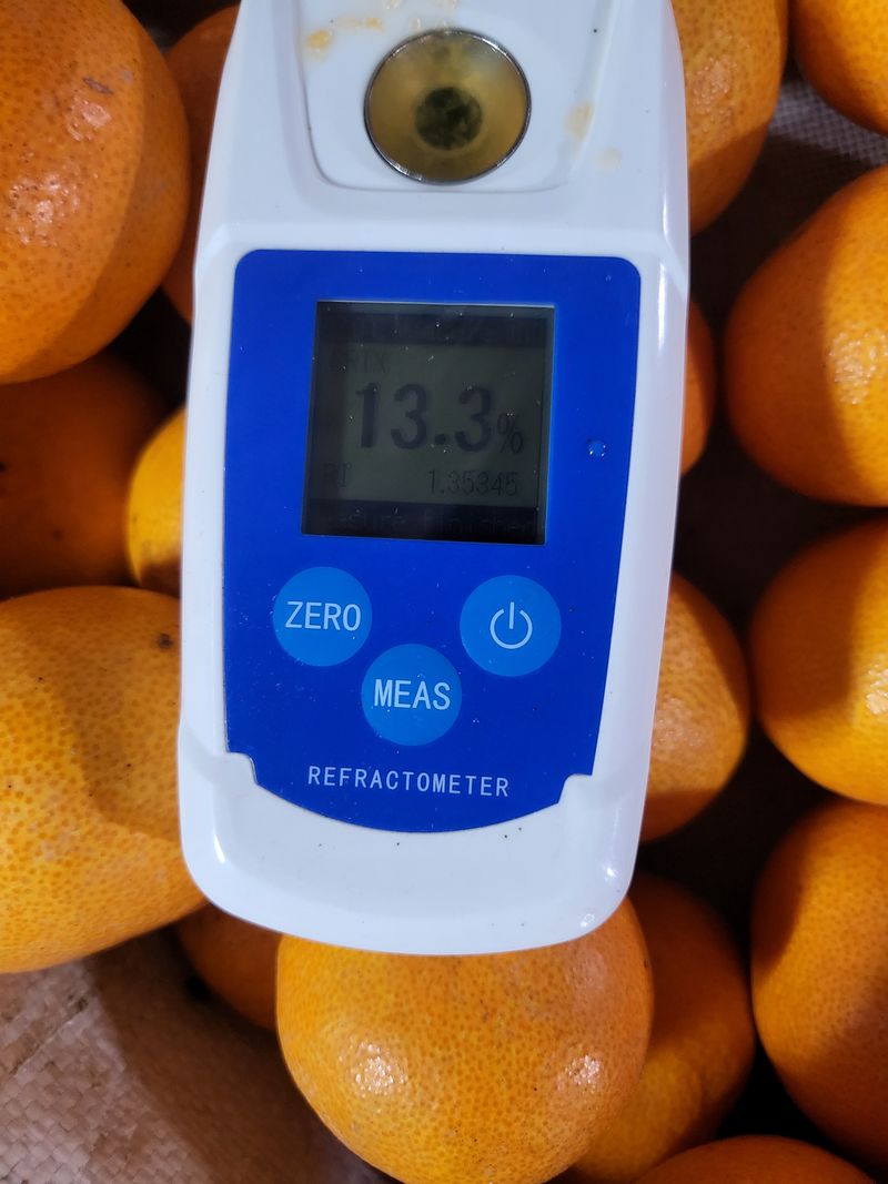 팜모닝회원백현선님의 장터 판매 상품 [스테비아귤.쎌레늄.아미노3.칼슘성분검출된조생귤.] 첨부 사진