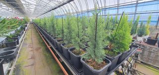 나무 천재님의 기타작물 · 자유게시판 작성글 사진