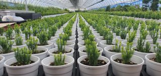 나무 천재님의 기타작물 · 자유게시판 작성글 사진