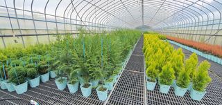 나무 천재님의 기타작물 · 자유게시판 작성글 사진