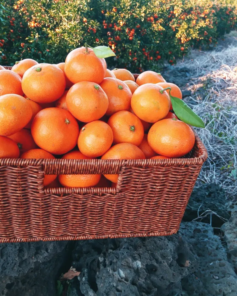 대정골귤꽃농원님의 장터 판매 상품 [혼합귤 15키로] 첨부 사진