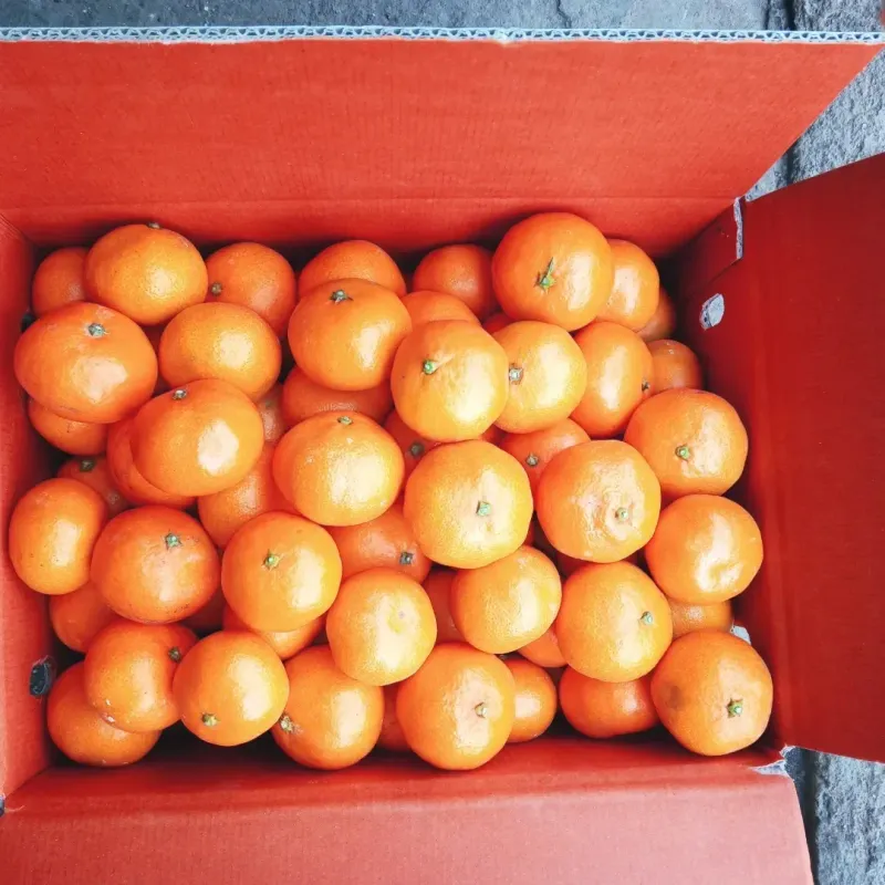 장터 상품 [혼합귤 15키로] 썸네일