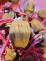 팜모닝 · 게시글 이미지