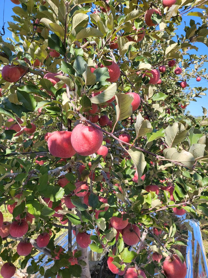 김주영님의 장터 판매 상품 [🍎 꼬마한입사과10kg/ 정품5kg, 10kg 🍎 ] 첨부 사진
